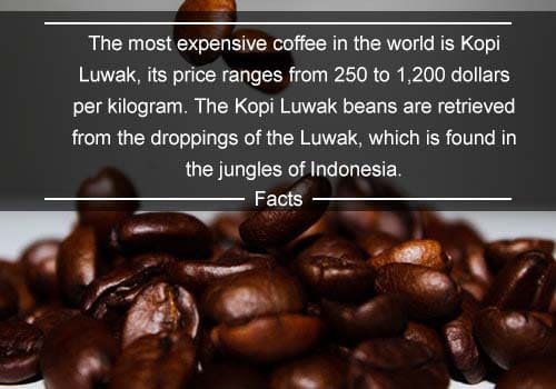 Coffee Time-Facts