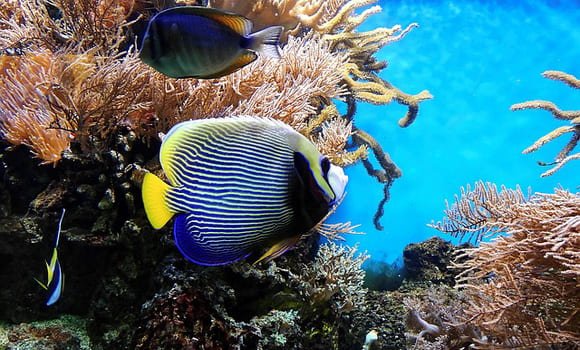 The Great Barrier Reef, Queensland