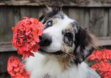 26 August - World Dog Day