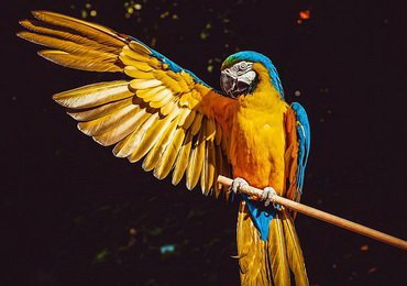 31 May - World Parrot Day