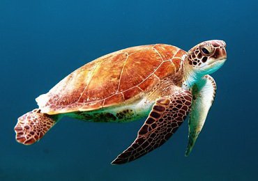 23 May - World Turtle Day