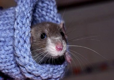 4 April - World Rat Day