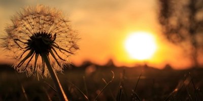 Dandelion Wine by Ray Bradbury