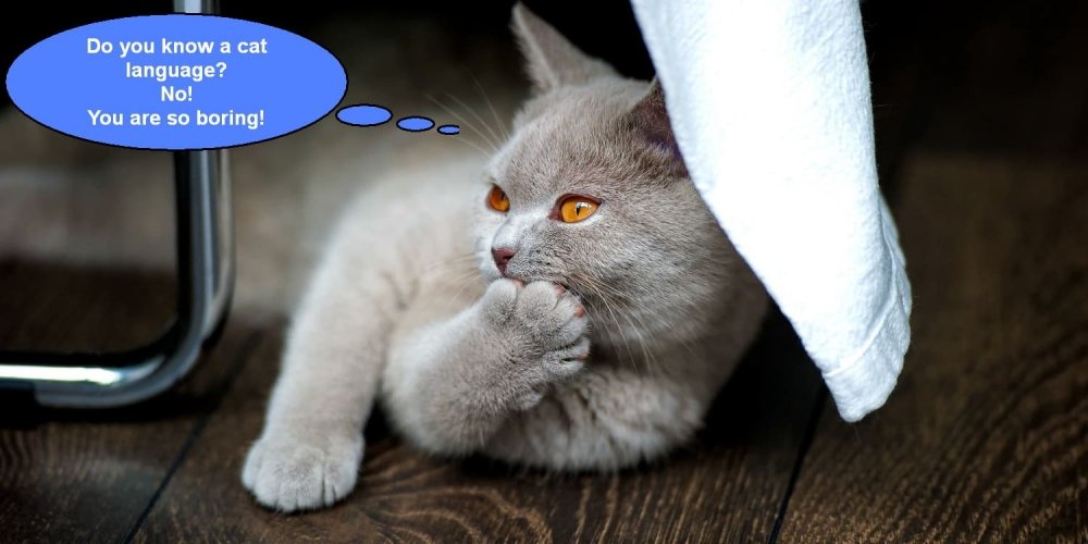 The importance of learning other languages nowadays