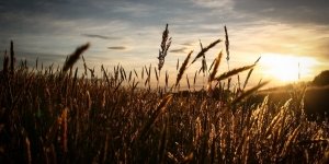 The Catcher in the Rye by D. Salinger