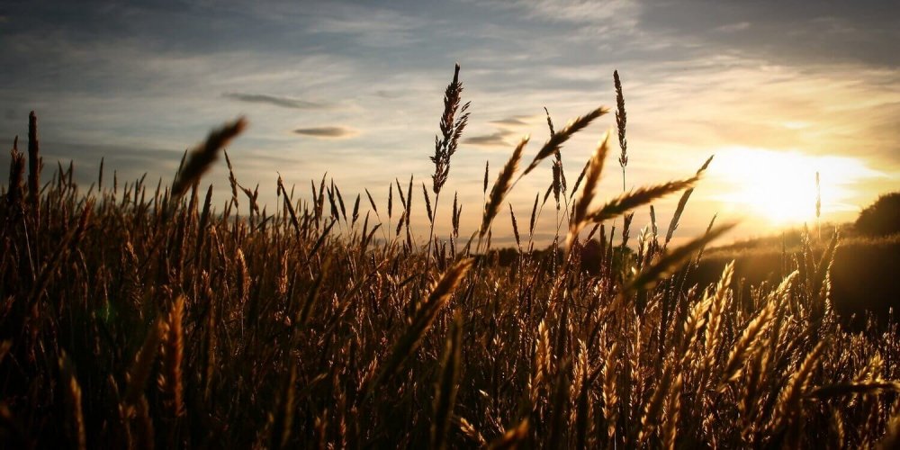 The Catcher in the Rye by D. Salinger